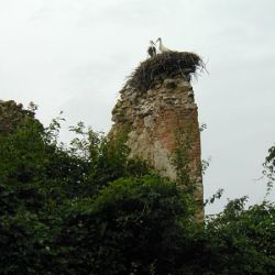 Gnijezdo roda na ruševinama dvorca